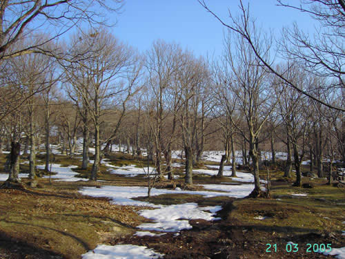 Il castagneto alla fine dell'inverno a Castel del Piano